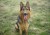 Gesund trotz Hund