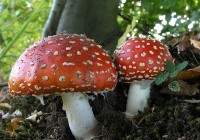 T+dliches+Gift+aus+dem+Wald