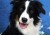 Coole Hunde