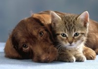 HundKatze_DW_Wissen_612254p HundKatze_DW_Wissen_612254p