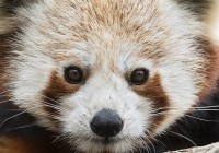 baby-express-barbara-mucha-media-panda-tiergarten-schoenbrunn