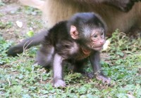 babyexpressdscheledanachwuchs1tierweltherberstein