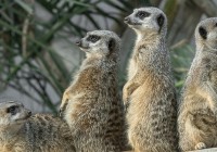 babyexpressschoenbrunn-tierparkzoobarbara-mucha-media