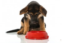 hund-vor-schuessel-kopie hund-vor-schuessel-kopie