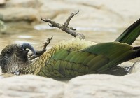 kea1