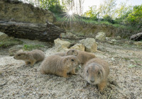 papraeriehund-anlage3